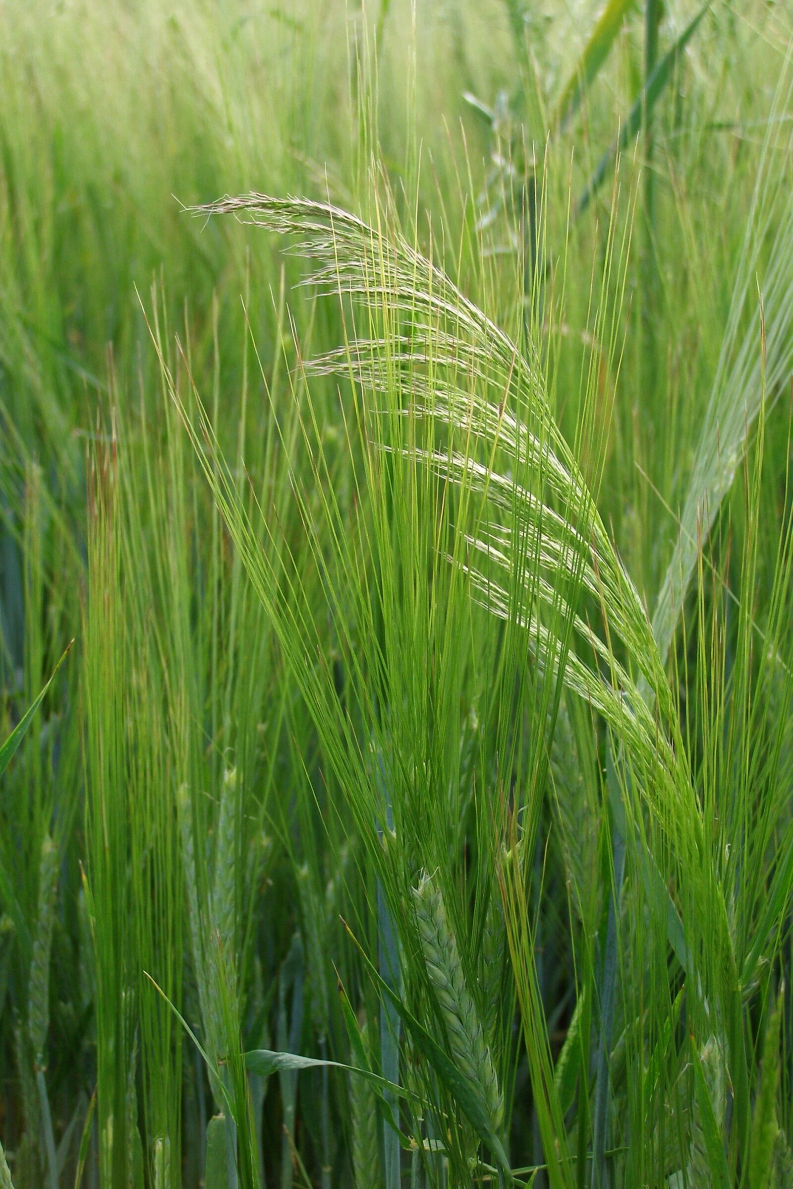 Olympus SP500UZ sample photo. Barley, corn, grass photography
