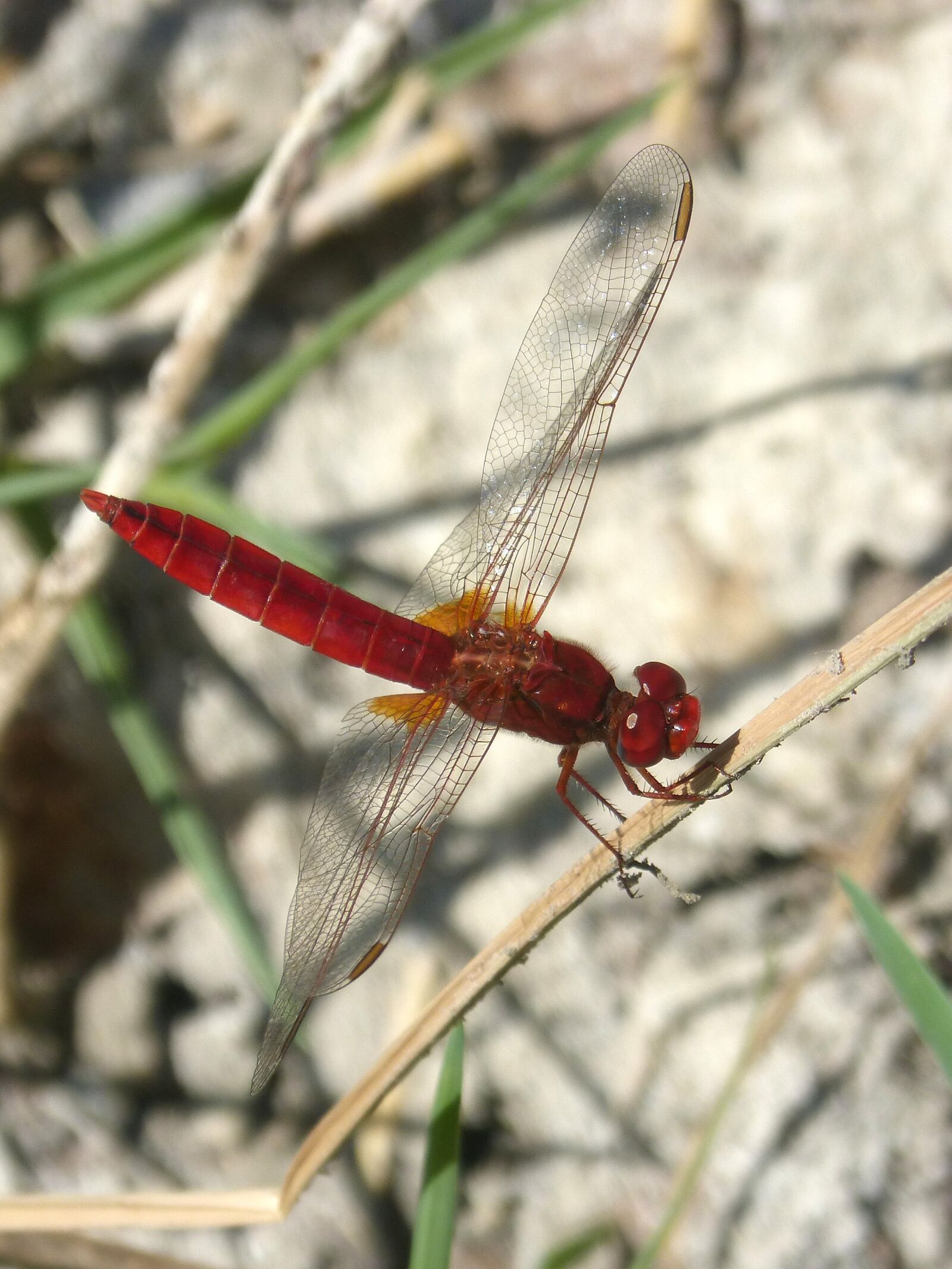 Panasonic DMC-FZ62 sample photo. Red dragonfly, wetland, stem photography