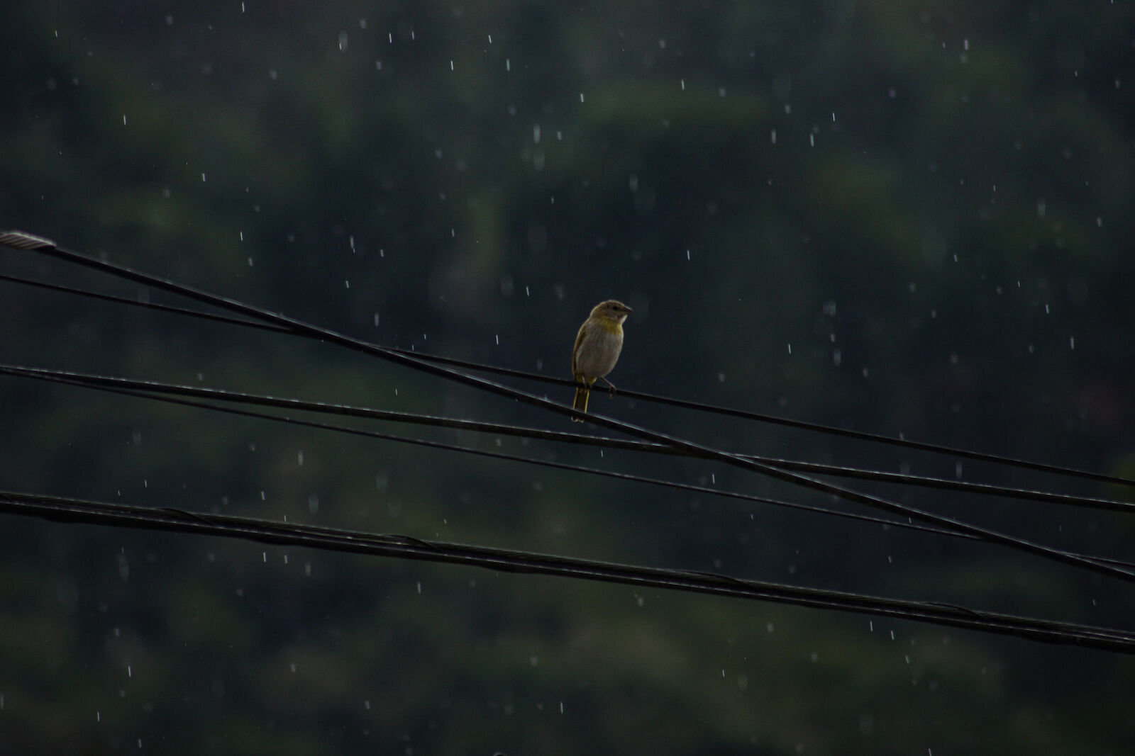 Sony SLT-A65 (SLT-A65V) sample photo