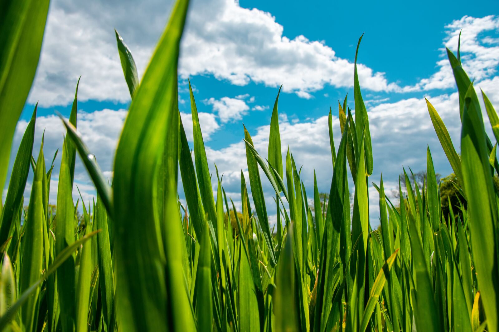 Nikon D5600 sample photo. Plants, clouds, sky photography