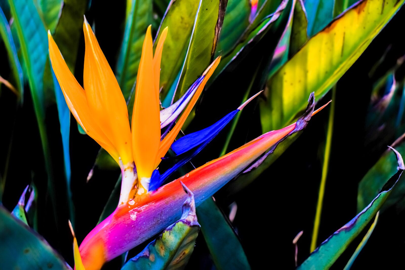 Nikon D3300 sample photo. Caudata, flower, bird of photography