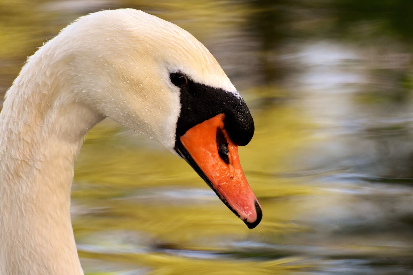 Nikon D7200 sample photo. Swan, pond, water bird photography