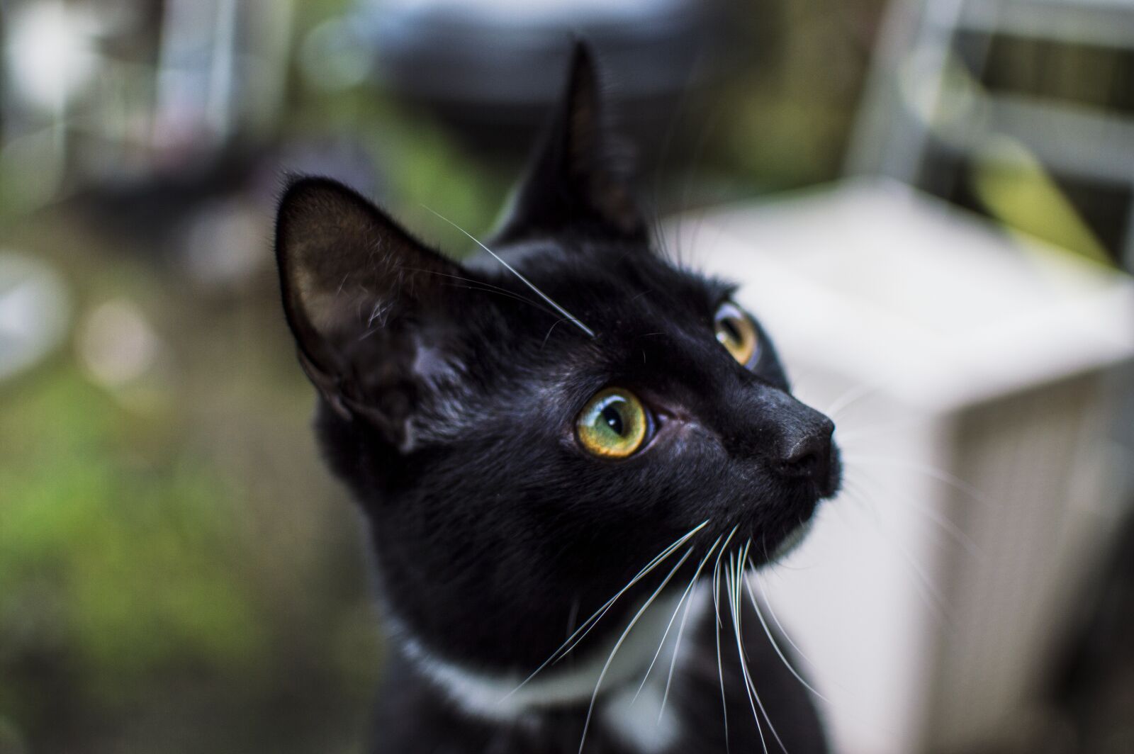 Nikon D3200 sample photo. Portrait, charming, animals photography