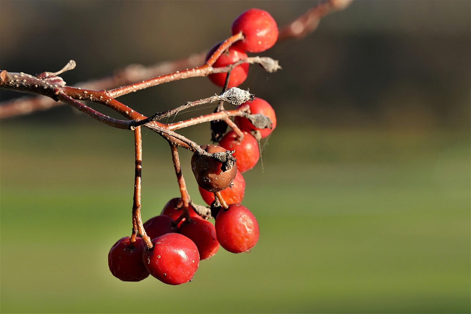 Panasonic Lumix DMC-FZ1000 sample photo. Rowanberries, red, close up photography