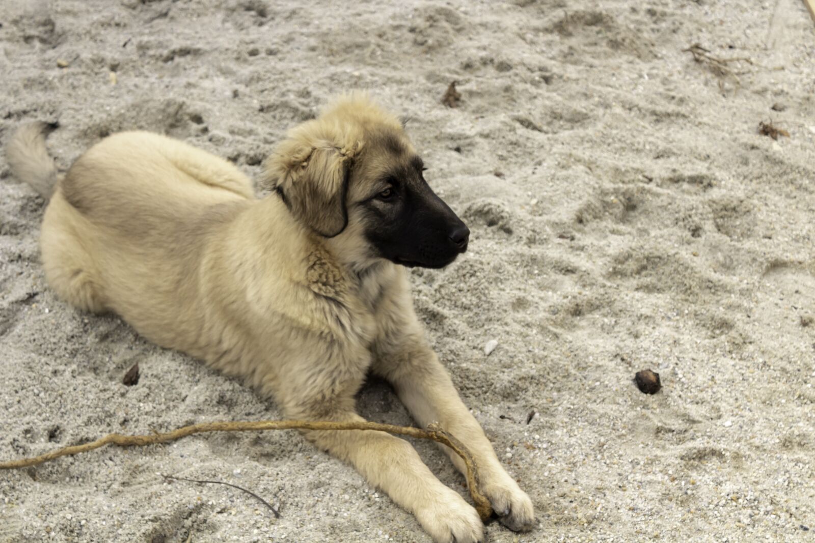 Canon EOS 1300D (EOS Rebel T6 / EOS Kiss X80) sample photo. Shepherd dog, dog, pets photography