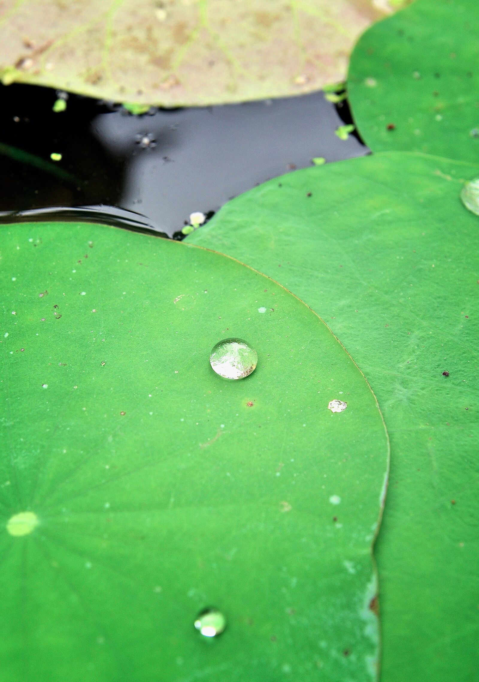 Nikon D90 sample photo. Lotus, leaf, green photography
