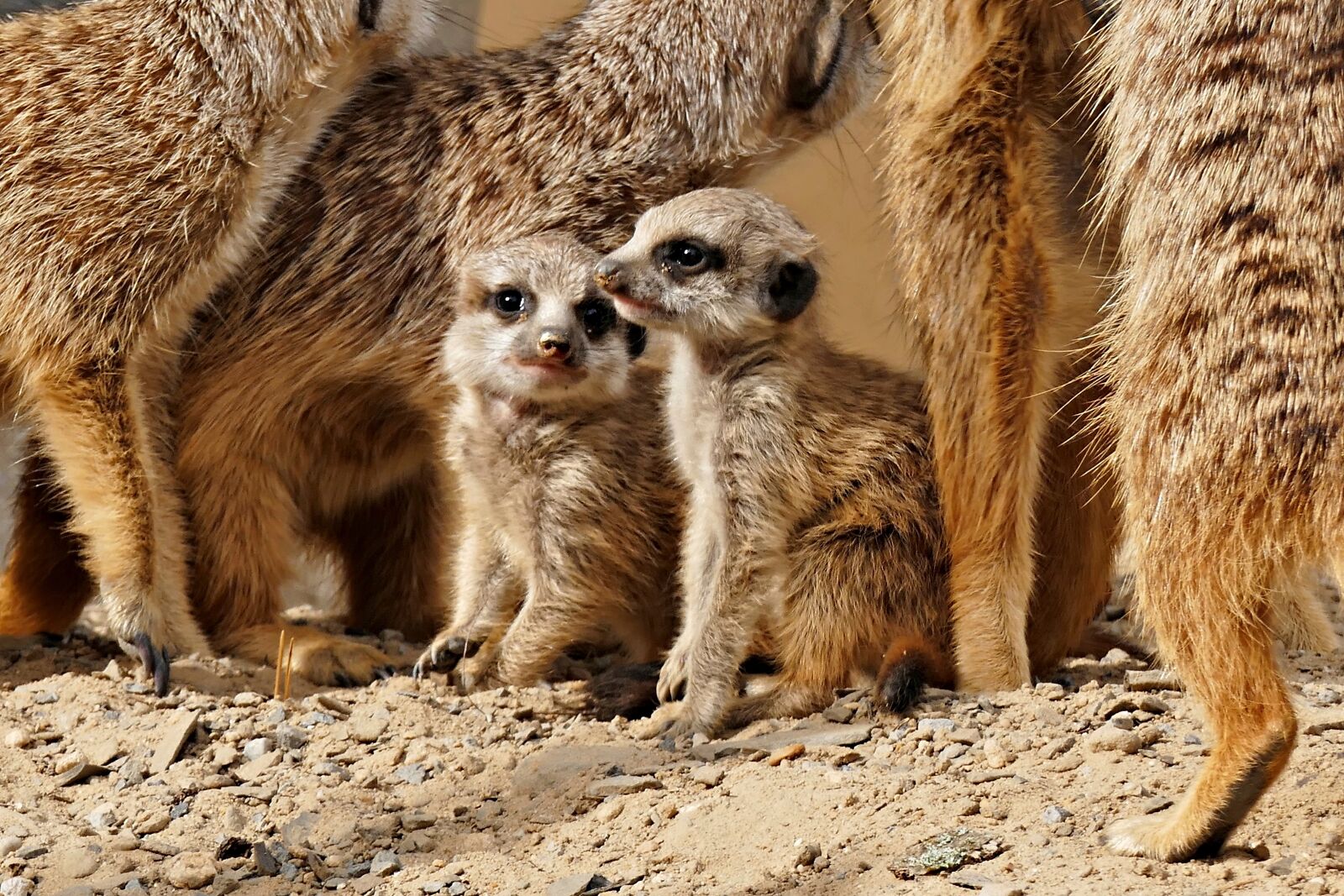 Panasonic Lumix DMC-FZ1000 sample photo. Meerkat, young animals, zoo photography