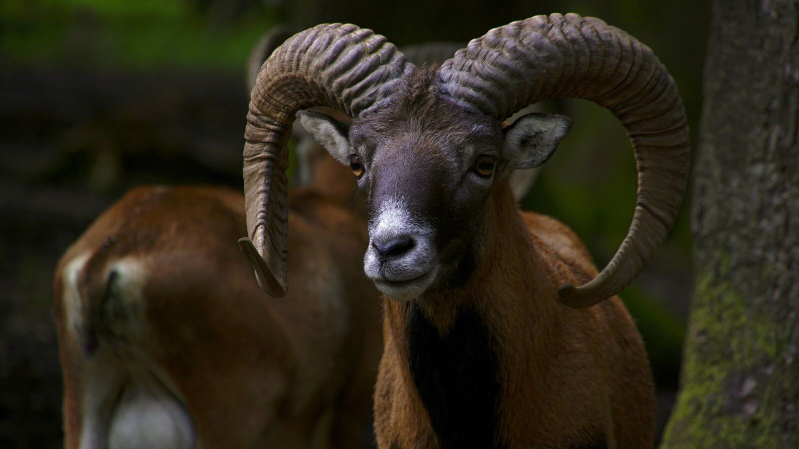 Sony E 18-200mm F3.5-6.3 OSS sample photo. Animal, horns, sheep photography