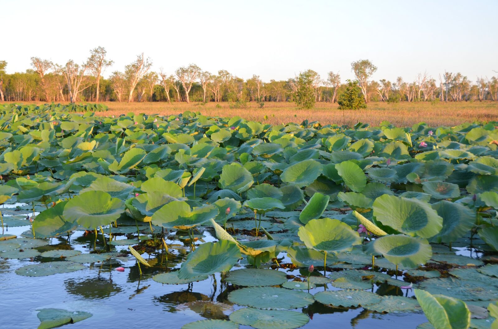 Nikon D5100 sample photo. Lotus water lilies, lilies photography