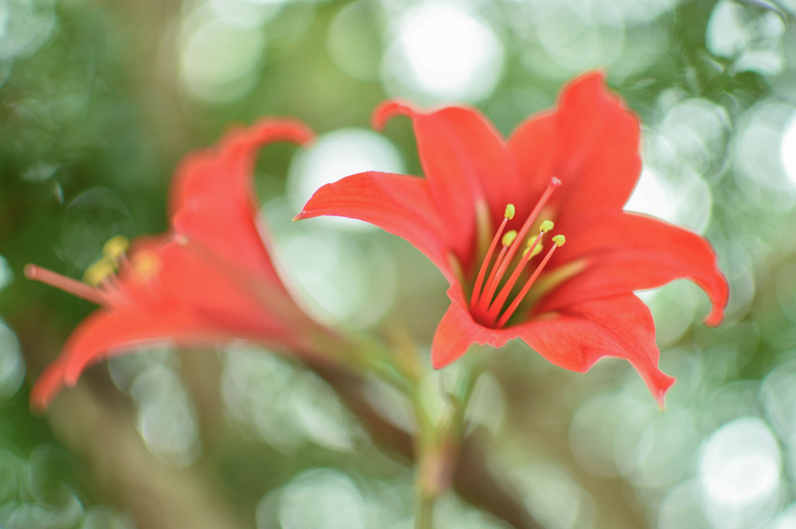 Nikon D3200 + Nikon AF-S DX Nikkor 35mm F1.8G sample photo. Bloom, blossom, close, up photography