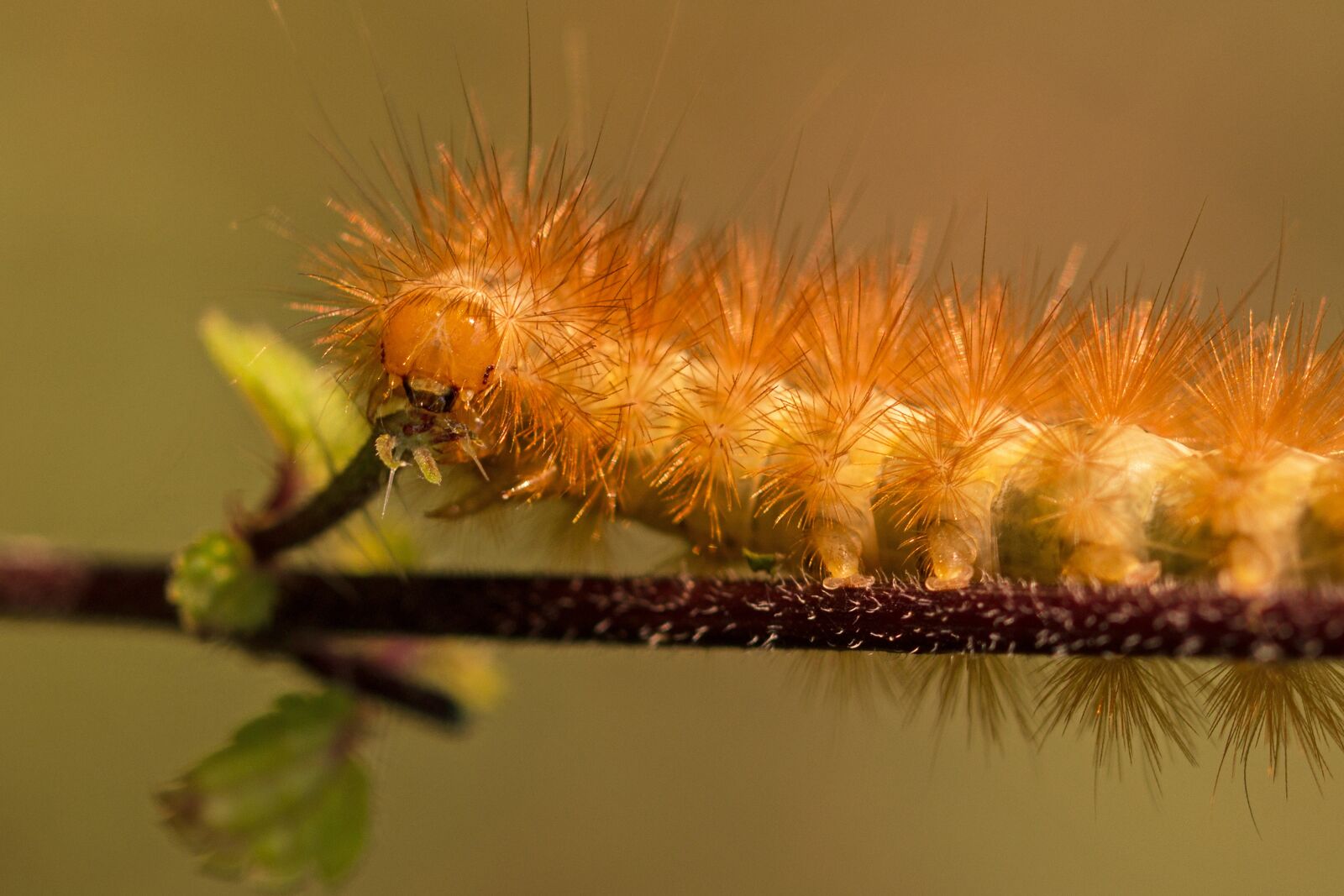 Canon EF 100mm F2.8L Macro IS USM sample photo. Caterpillar, hairy, hair photography