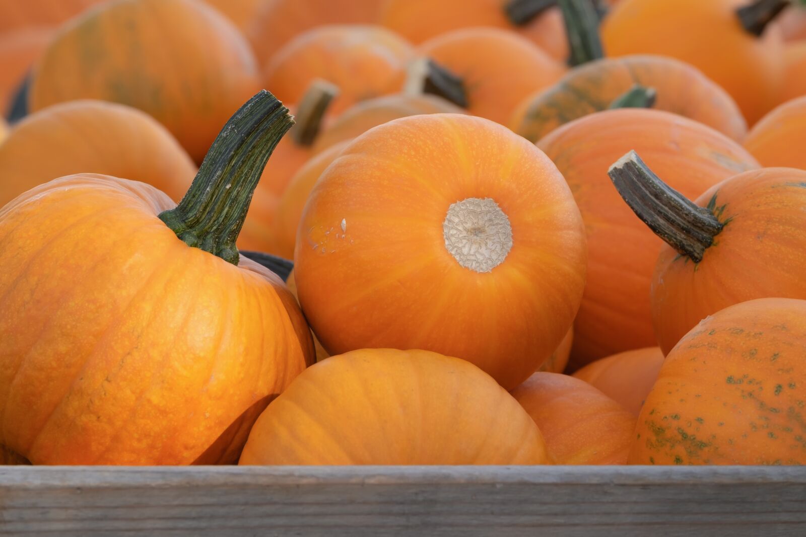 Fujifilm XF 55-200mm F3.5-4.8 R LM OIS sample photo. Squashes, cucurbita pepo, fruits photography
