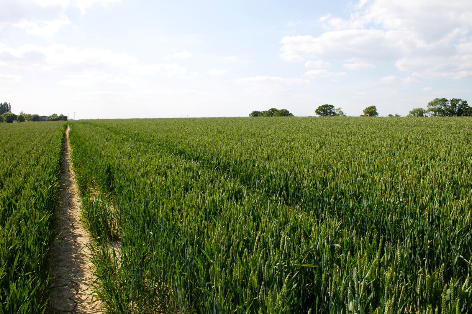 Canon EOS 1100D (EOS Rebel T3 / EOS Kiss X50) sample photo. Corn, field, path photography
