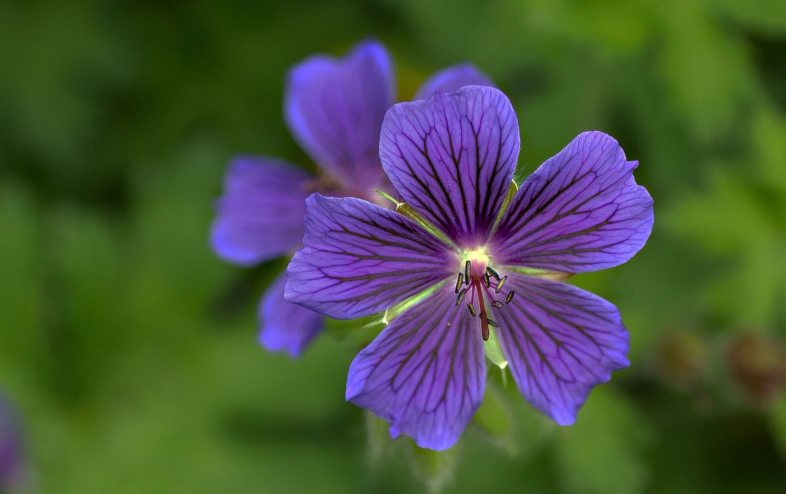 Sony SLT-A77 + Sony DT 16-50mm F2.8 SSM sample photo. Garden, cranesbill, flower photography