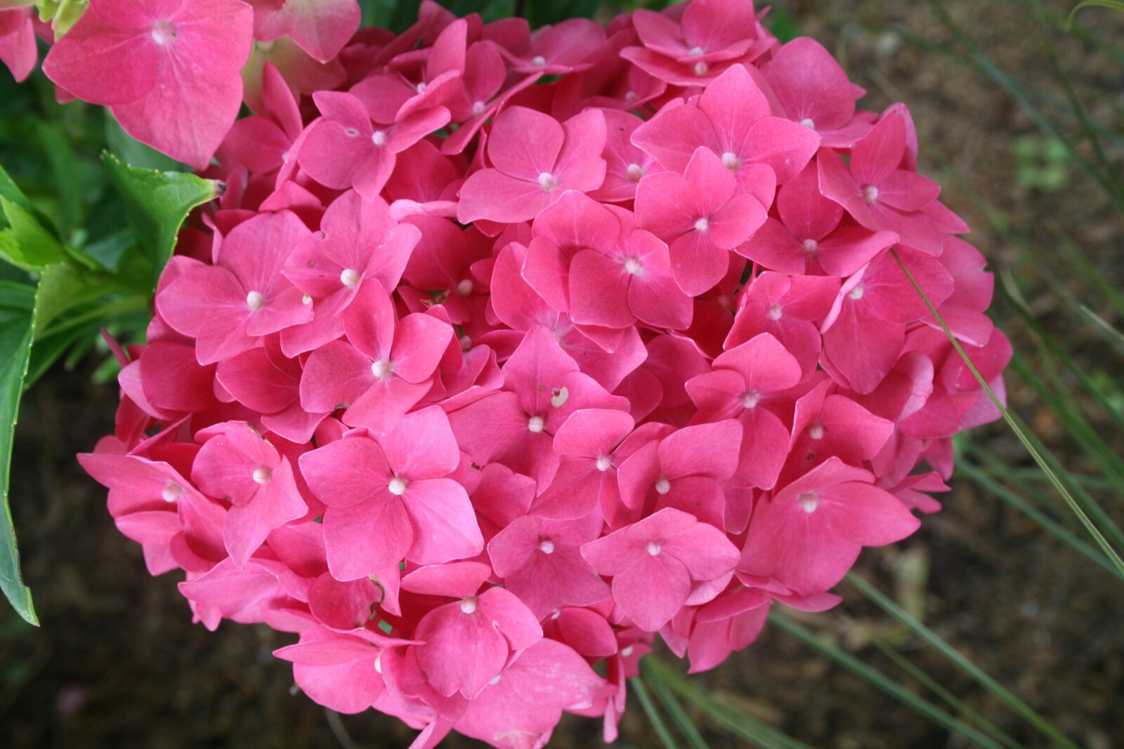 Canon EOS 400D (EOS Digital Rebel XTi / EOS Kiss Digital X) sample photo. Hortenzia, pink, veľkokvetá photography