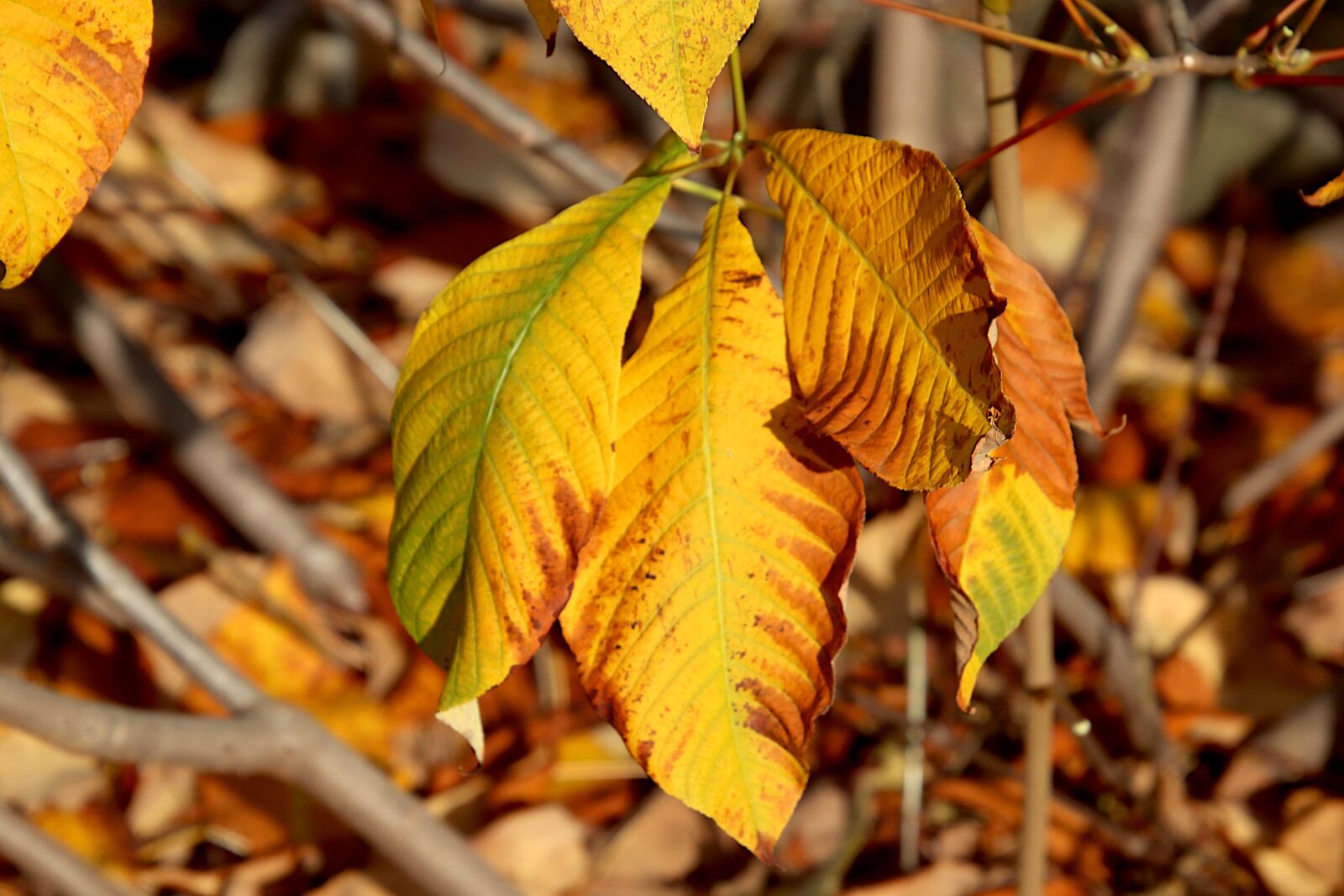 Canon EOS 800D (EOS Rebel T7i / EOS Kiss X9i) sample photo. Leaves, fall foliage, fall photography
