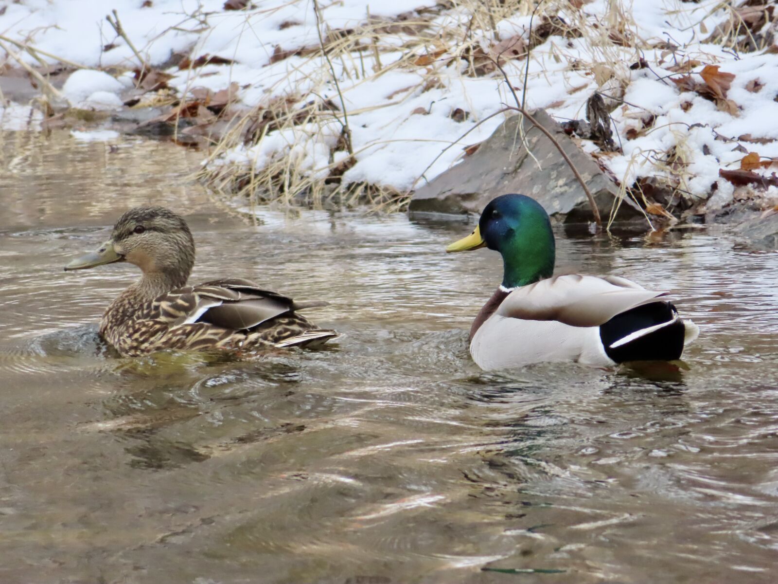 Canon PowerShot SX740 HS sample photo