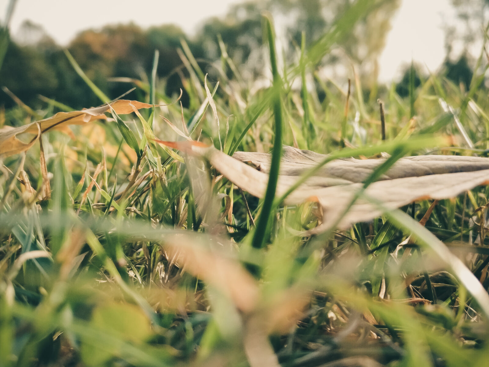 OnePlus A3003 sample photo. Sepia, photography, of, grass photography