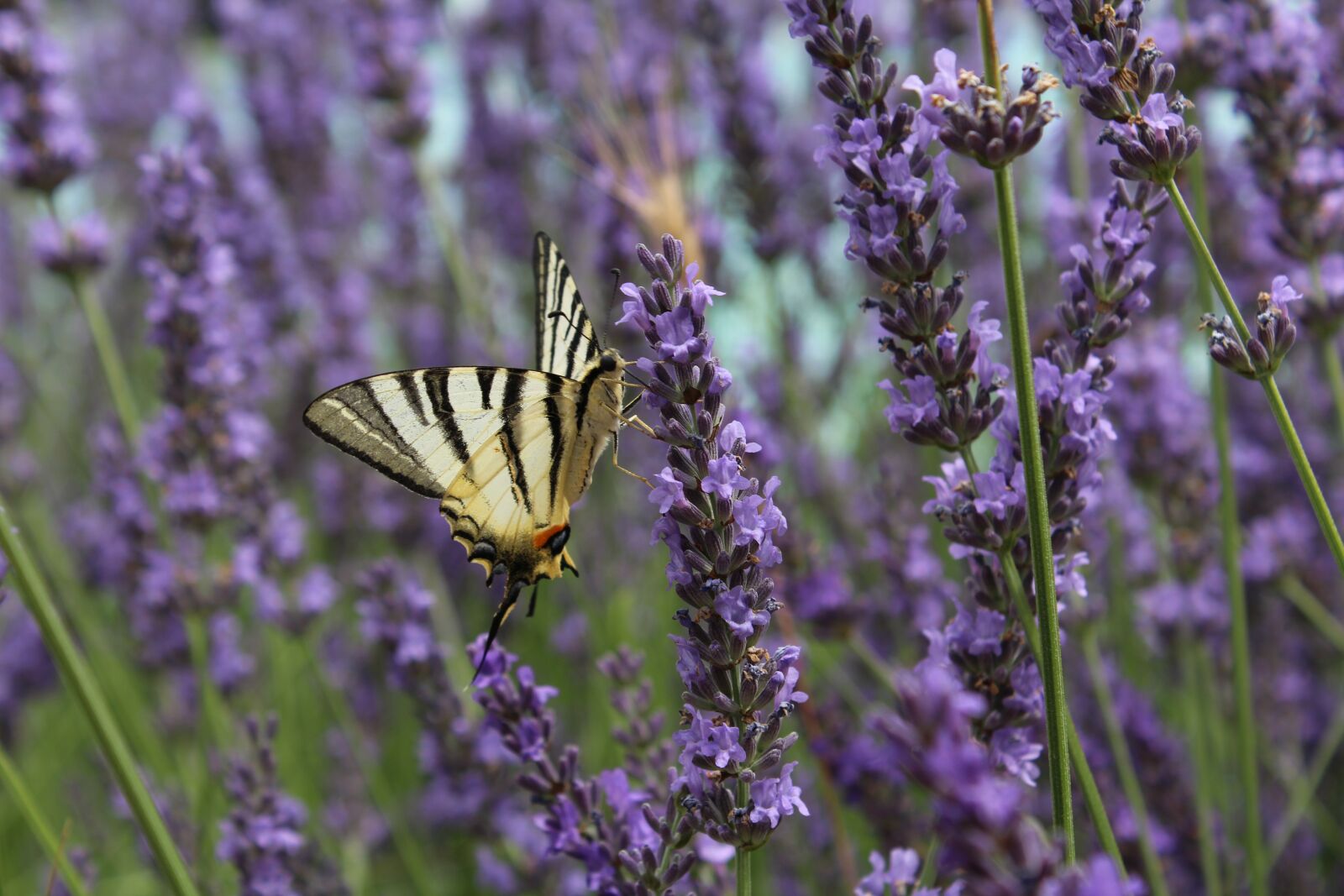 Canon EOS 1200D (EOS Rebel T5 / EOS Kiss X70 / EOS Hi) sample photo. Butterfly, fly, flower photography