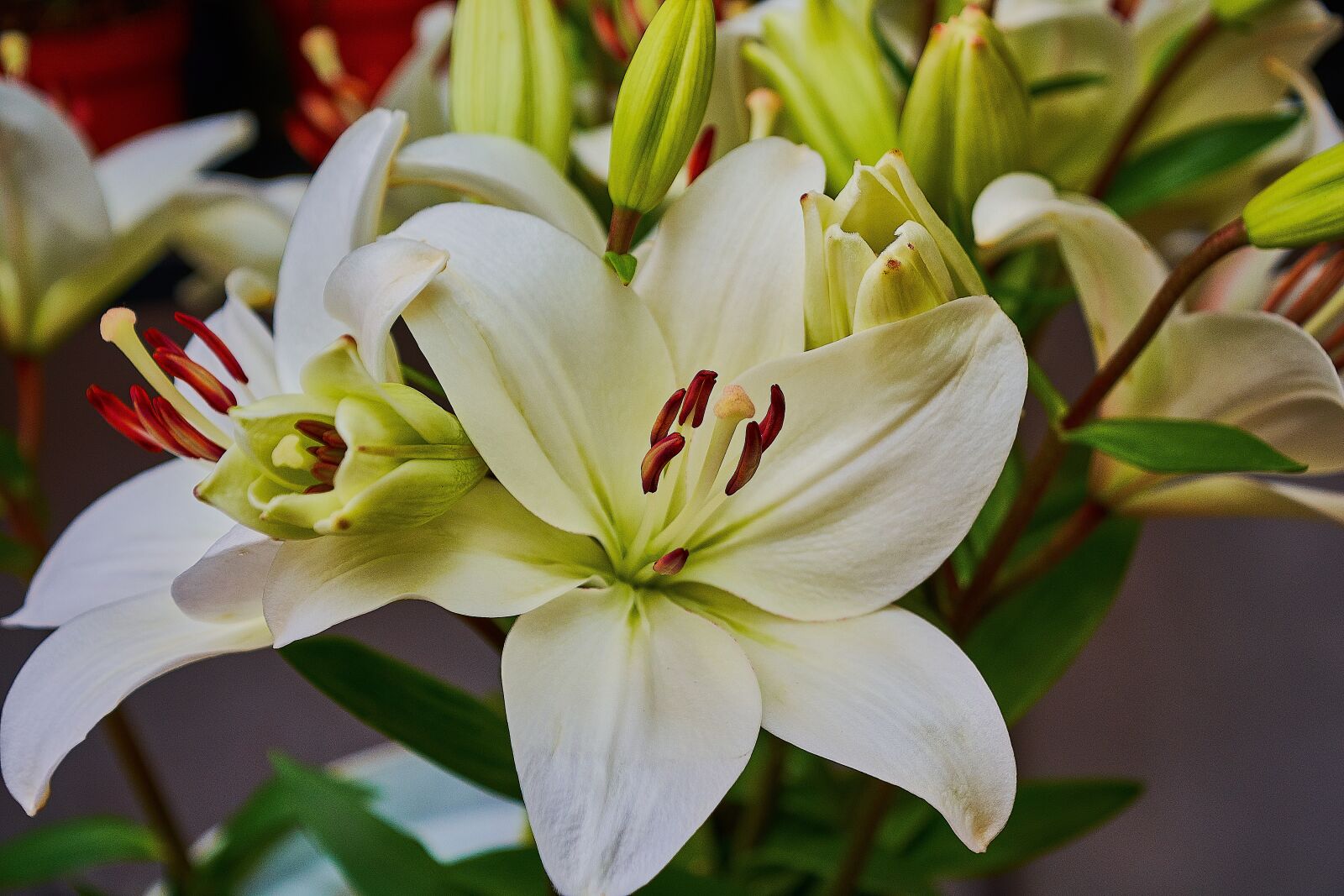 Nikon D7200 sample photo. Flower, garden, petals photography