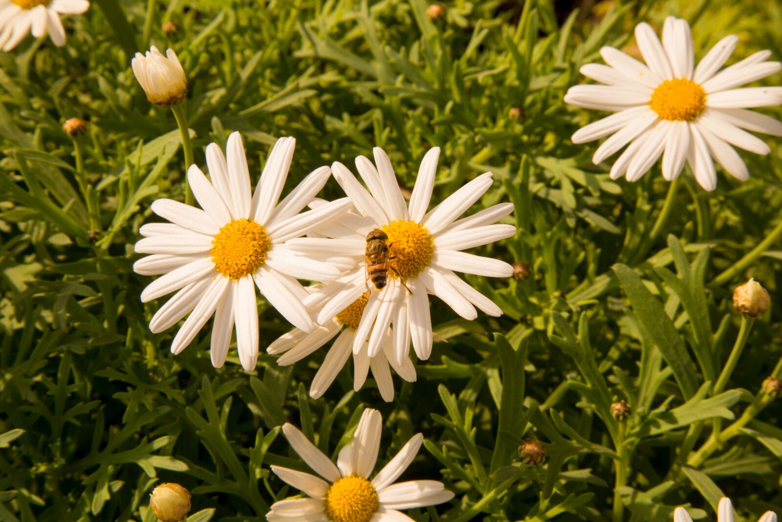 Canon EOS 6D + Canon EF 24-105mm F4L IS USM sample photo. Chamomile, spring, flowers photography