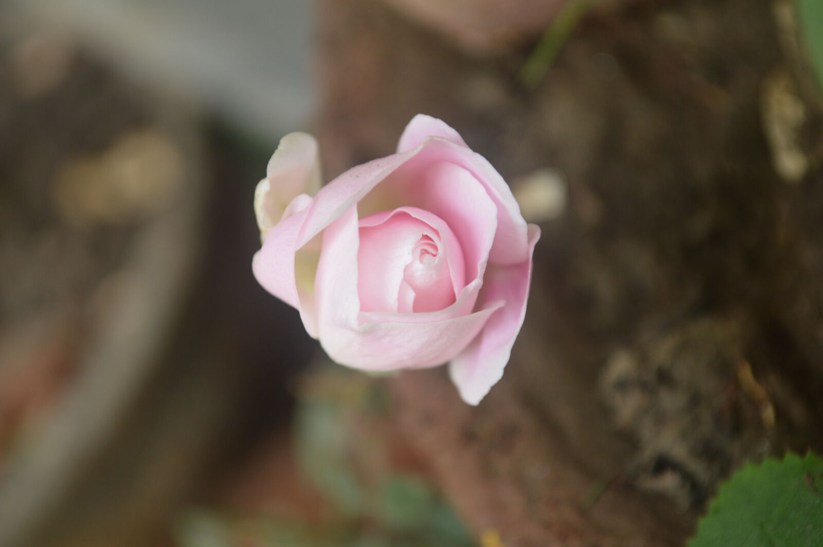 Nikon AF-S DX Nikkor 18-55mm F3.5-5.6G VR sample photo. Flower, pink, rose photography