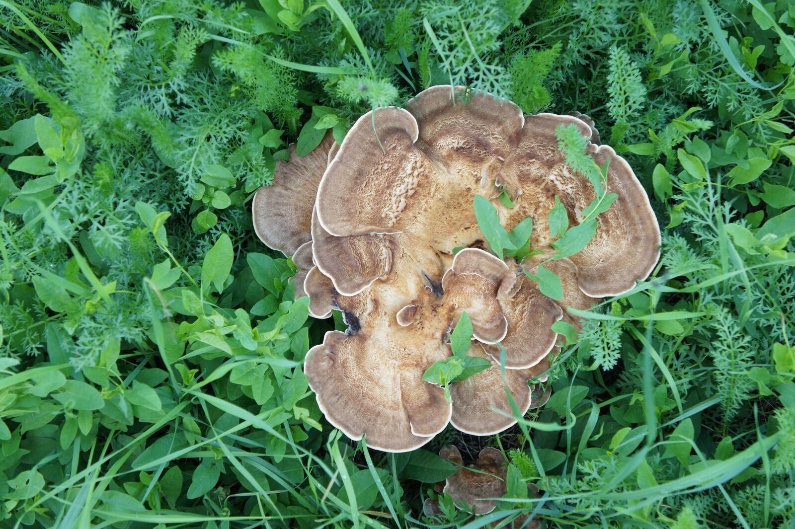 Sony Alpha NEX-3 + Sony E 18-55mm F3.5-5.6 OSS sample photo. Mushroom, grass, plant photography
