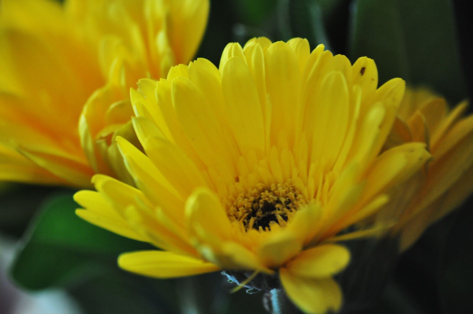 Nikon D90 sample photo. Flower, blossom, nature photography