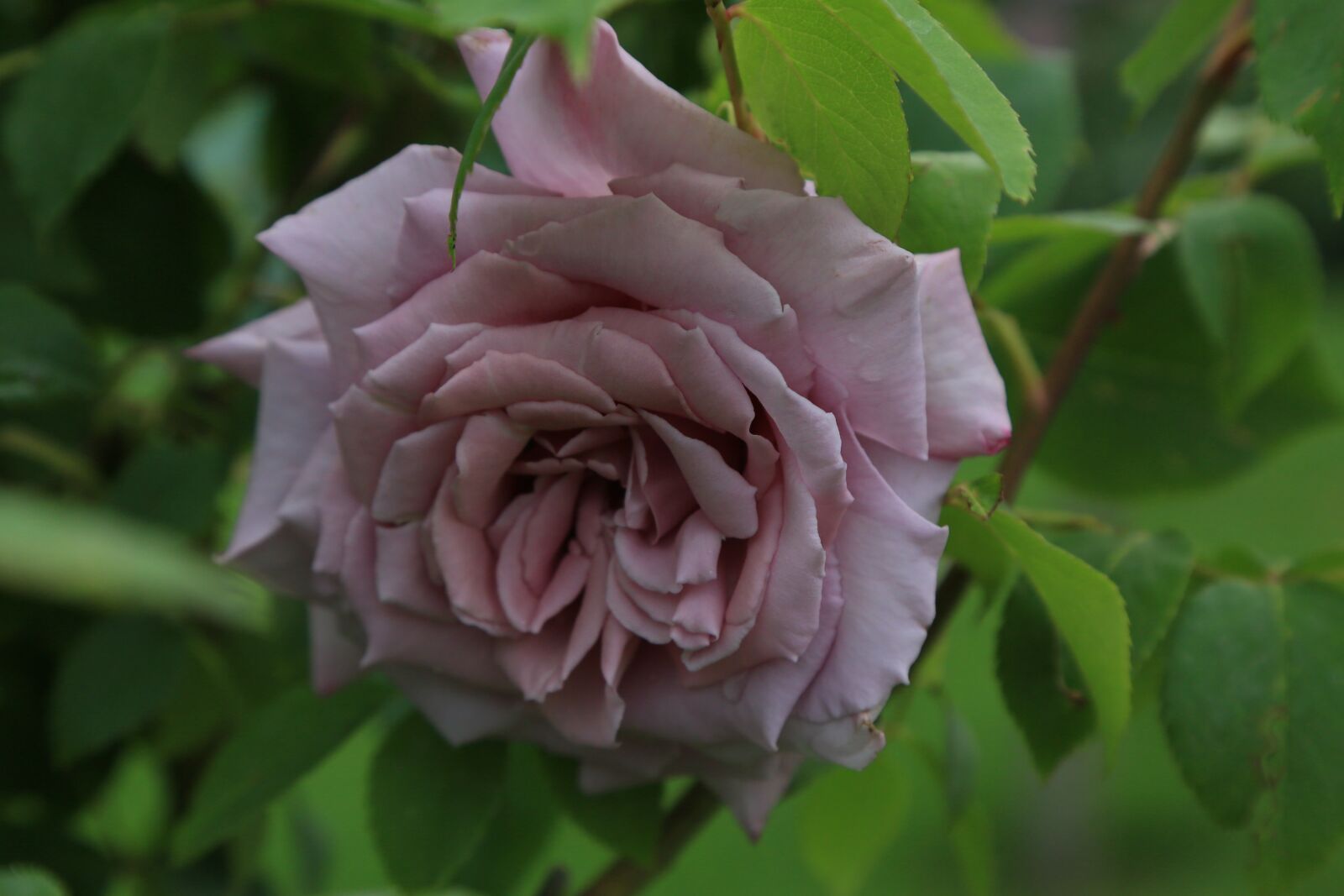 Canon EF 24-105mm F4L IS USM sample photo. Rose, spring, nature photography