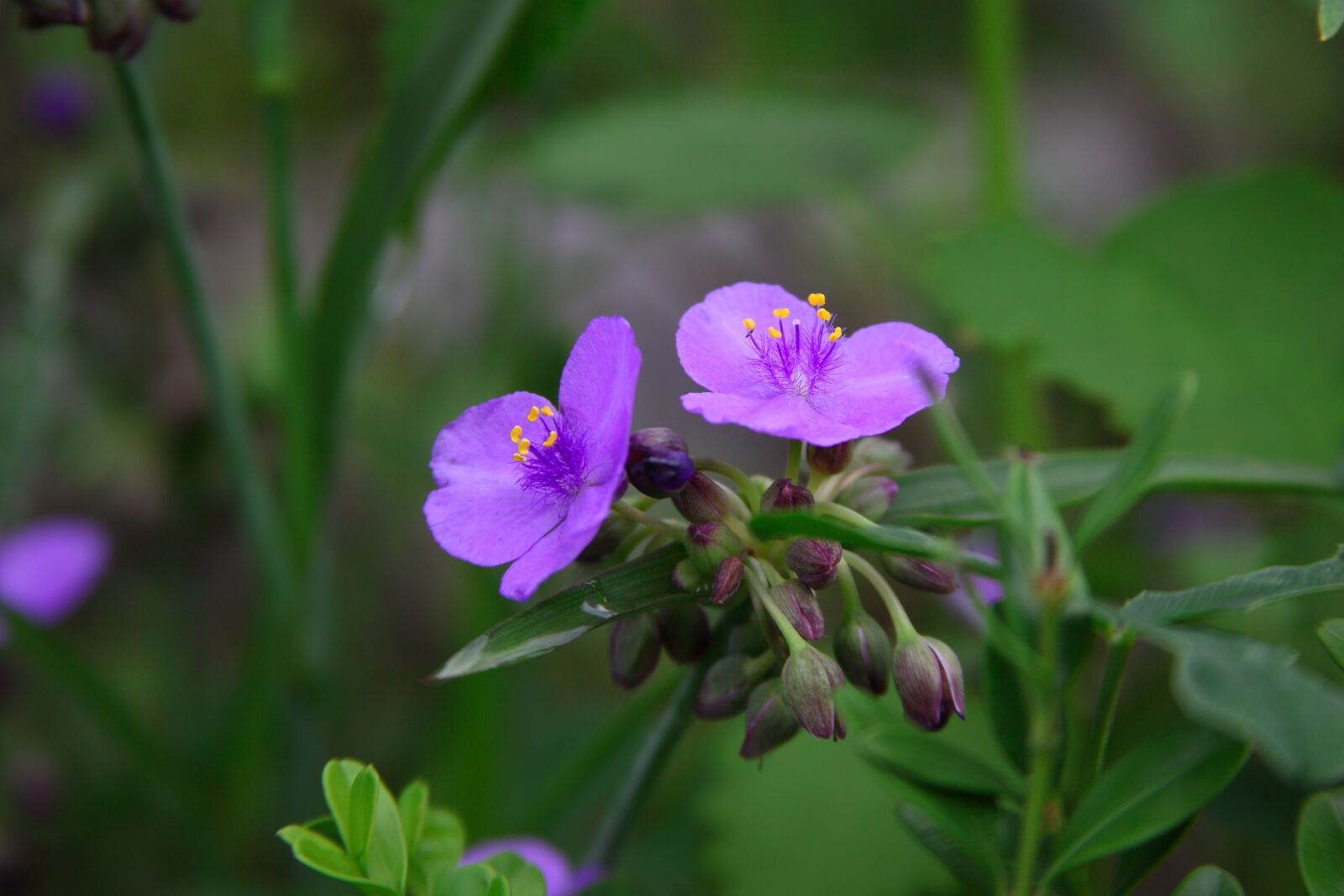 Canon EOS 5D Mark II sample photo. Nature, flowers, plants photography