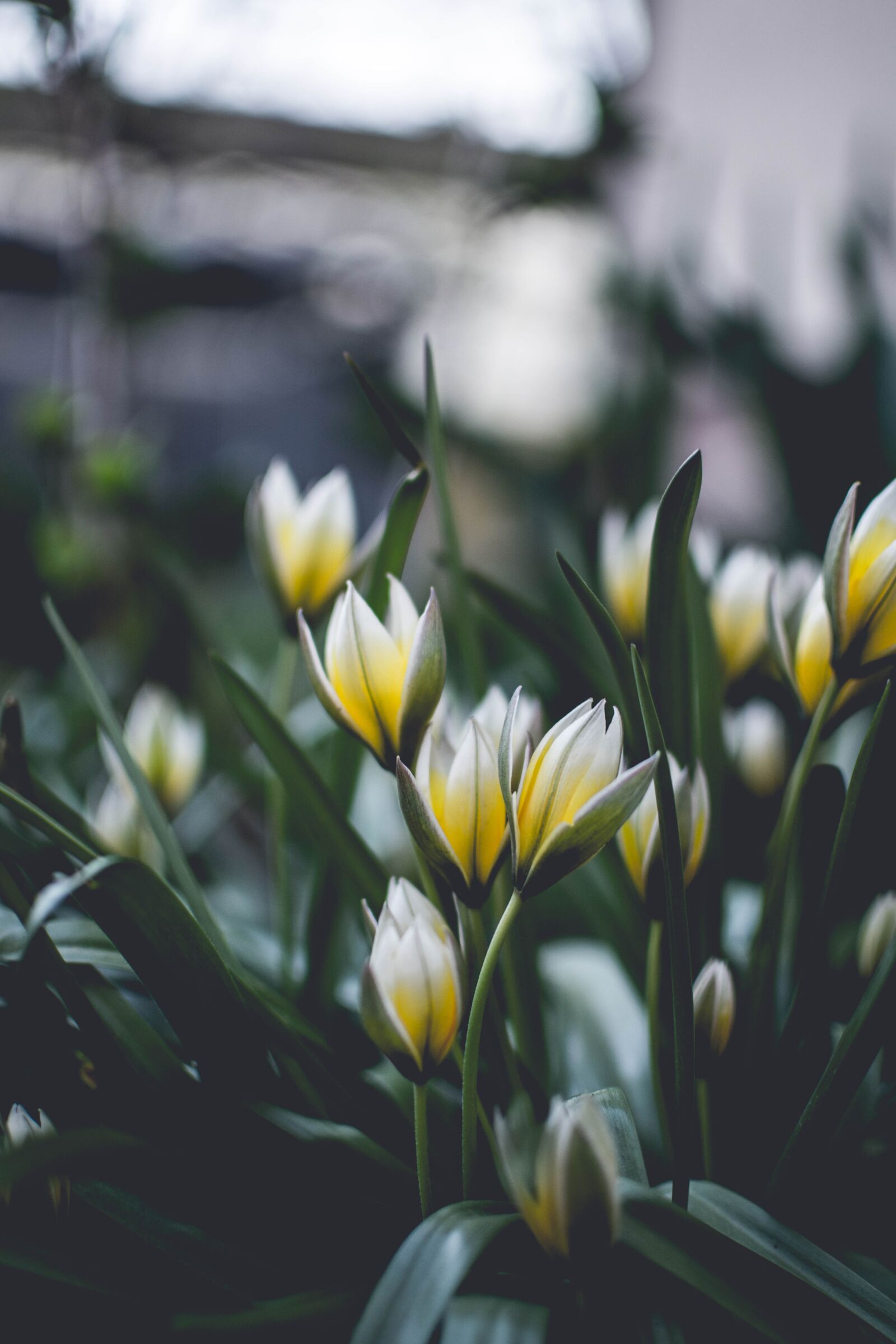 Nikon D5200 sample photo. Nature, plant, flower photography