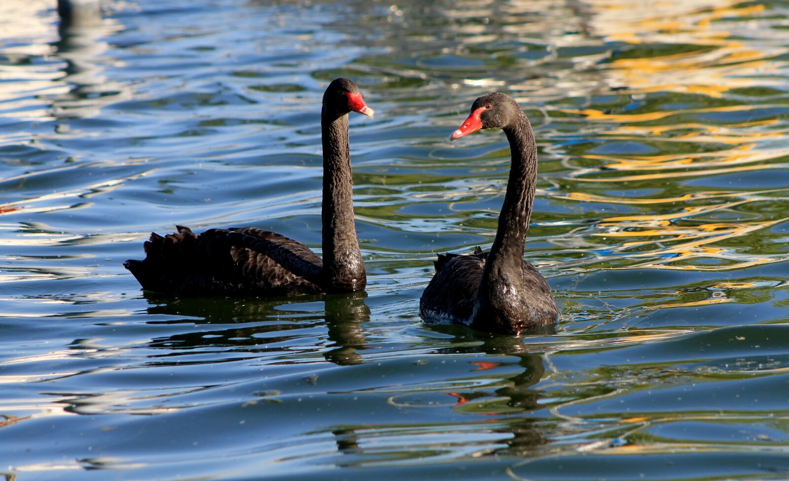 Canon EF 75-300mm f/4-5.6 sample photo. Swan, swans, black swan photography