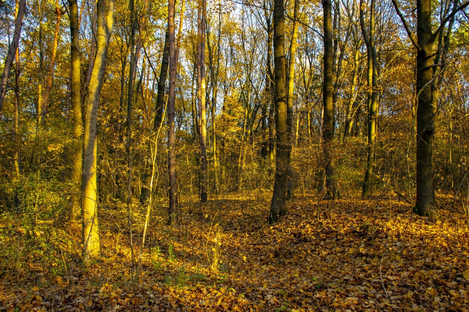Nikon D5300 sample photo. Hungary, never land, forest photography