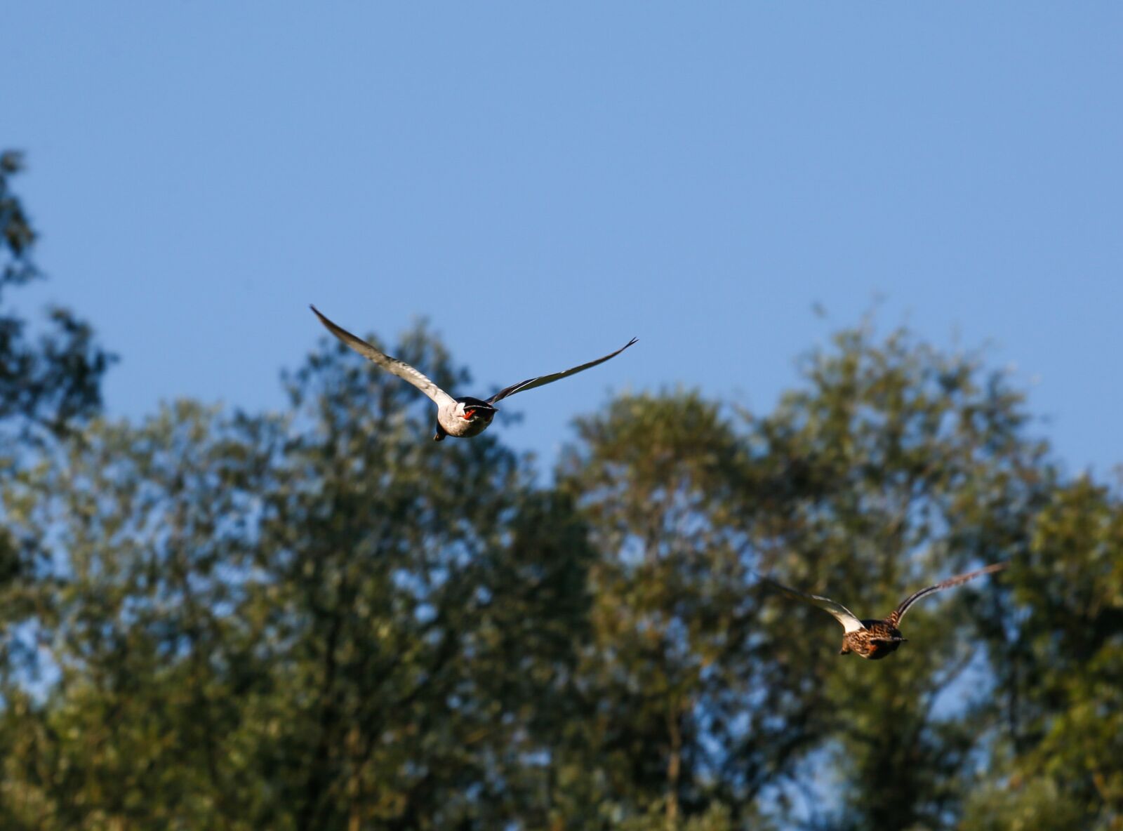 Canon EF 100-400mm F4.5-5.6L IS USM sample photo. Ducks, flight, bird photography