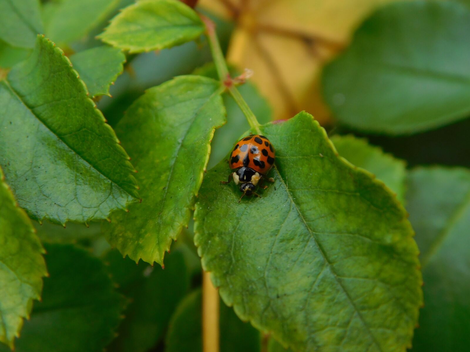 Nikon Coolpix L840 sample photo. Ladybug, beetle, ladybug leaf photography