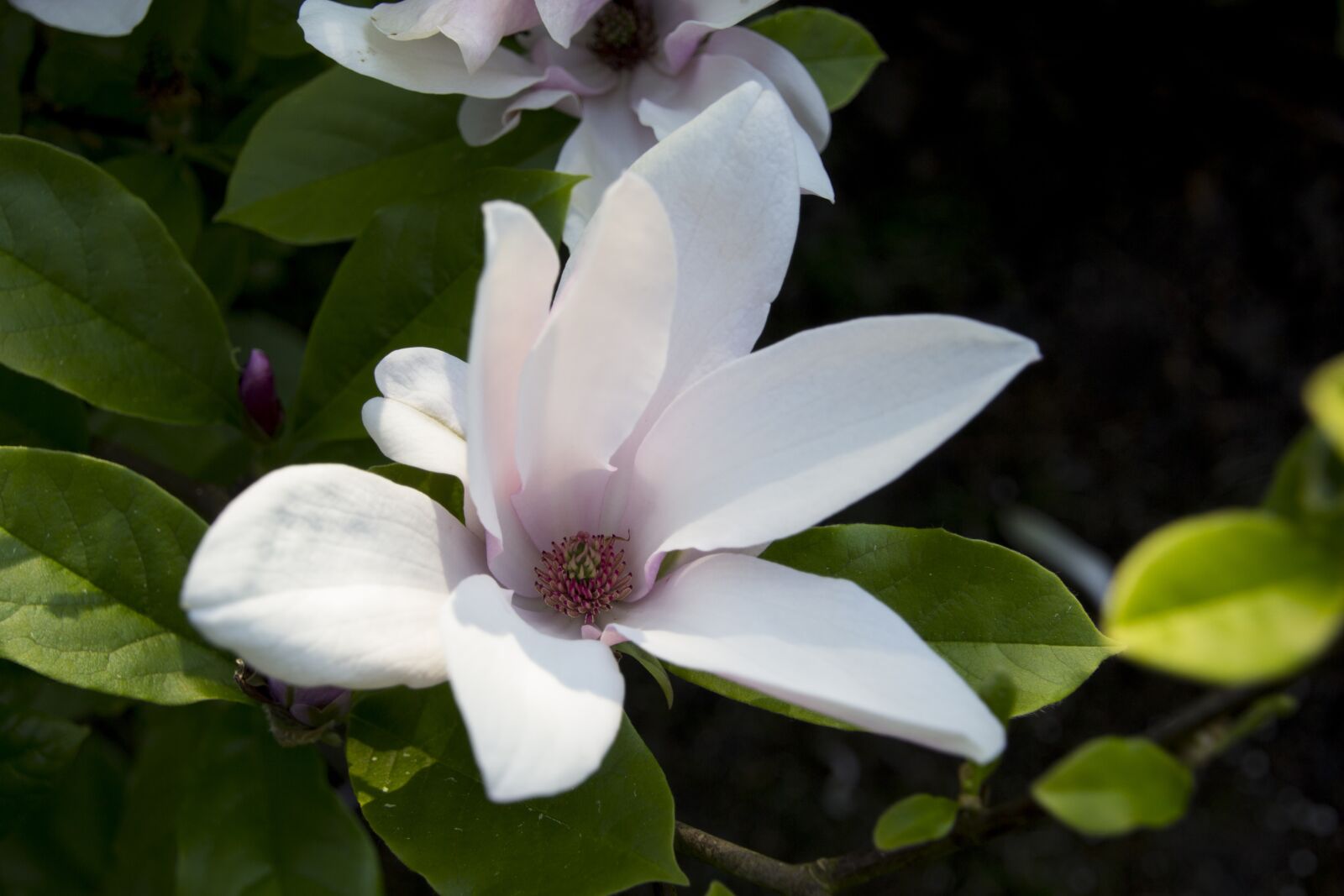 Canon EOS 60D sample photo. Garden, flower, blossom photography