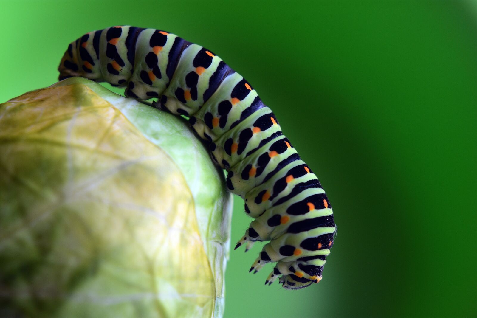 Nikon D3400 sample photo. Caterpillar, insect, the little photography