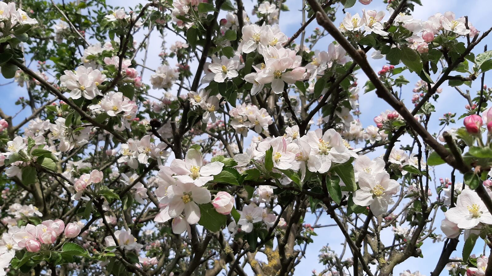 Samsung Galaxy A50 sample photo. Spring, apple, flowers photography