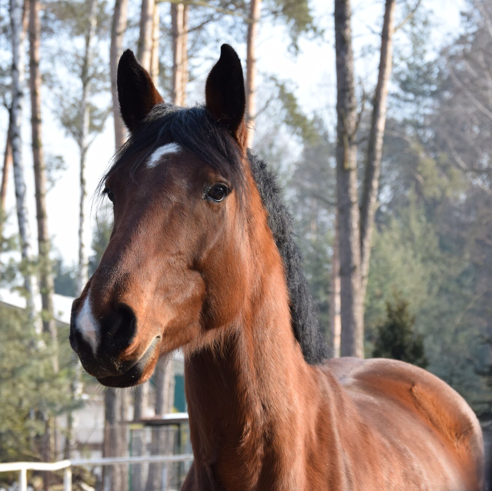Nikon D5300 sample photo. The horse, the head photography