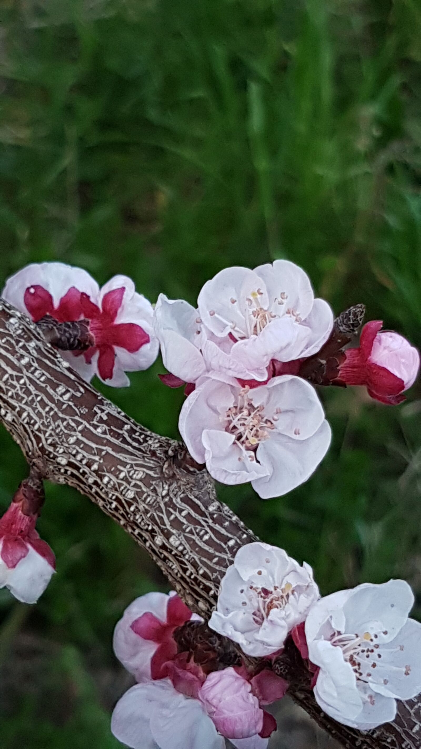 Samsung Galaxy S7 Edge sample photo. Spring, flowers, apricot-tree photography
