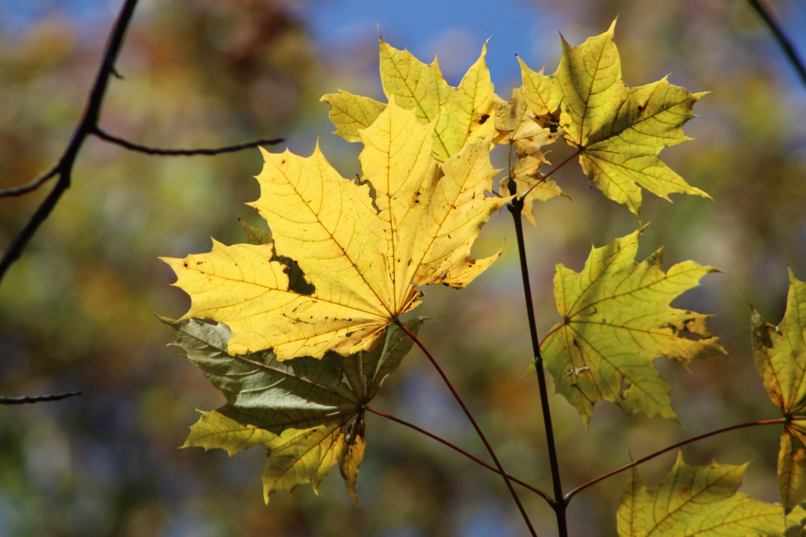 Canon EOS 2000D (EOS Rebel T7 / EOS Kiss X90 / EOS 1500D) sample photo. Fall, autumn, leaf photography