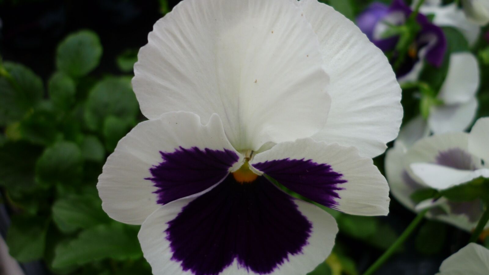 Panasonic Lumix DMC-FS6 sample photo. Pansy, flower, white photography