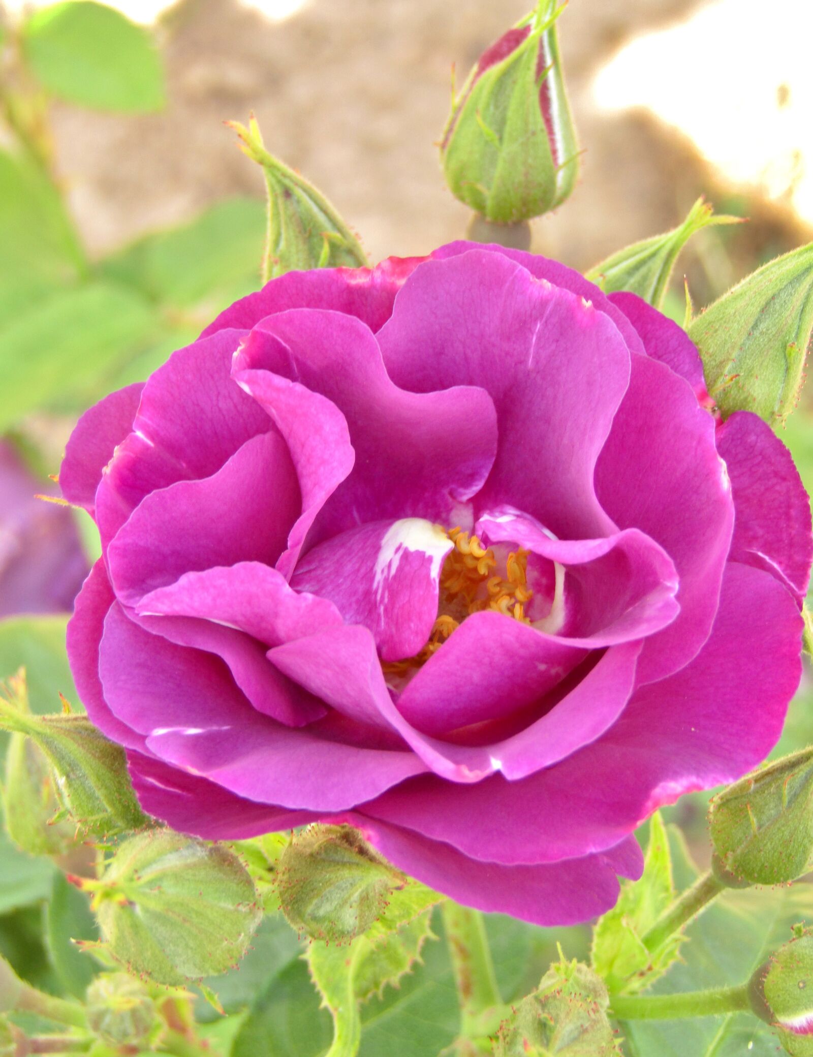 Canon POWERSHOT SX432 IS sample photo. Rose, violet, flower photography