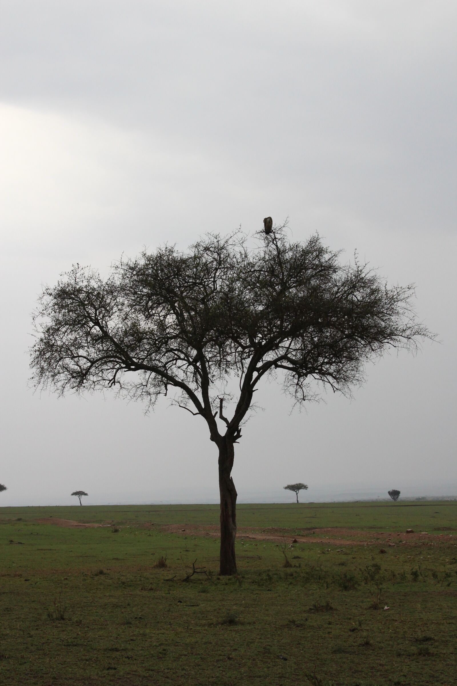 Canon EOS 1300D (EOS Rebel T6 / EOS Kiss X80) sample photo. Acacia, kenya, tree photography