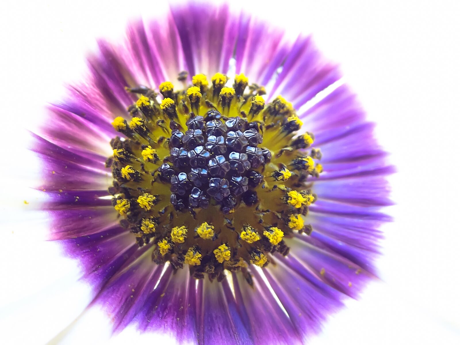 Fujifilm FinePix S2960 sample photo. Flower, daisy, purple photography