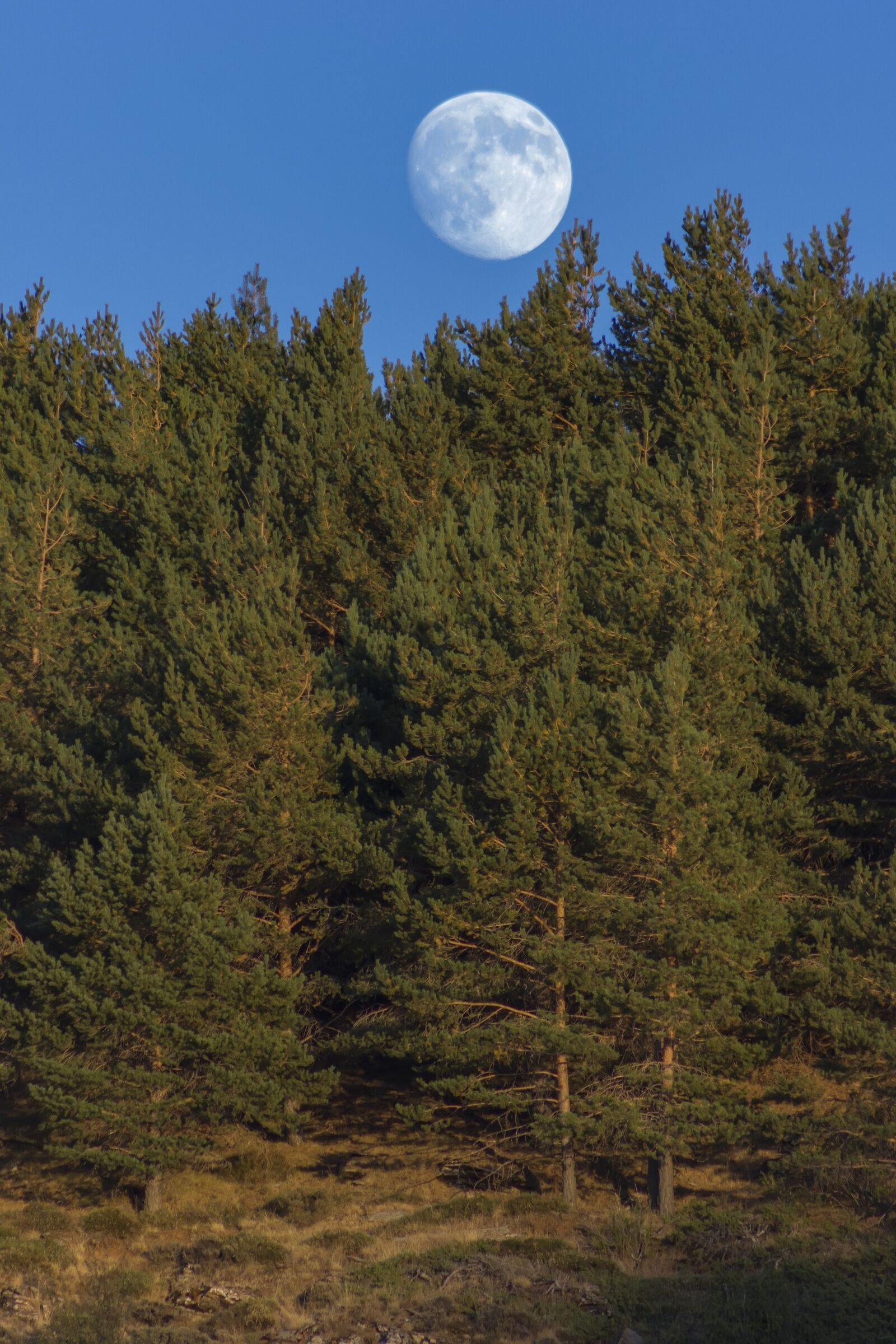 Canon EF75-300mm f/4-5.6 sample photo. Moon, forest, dusk photography