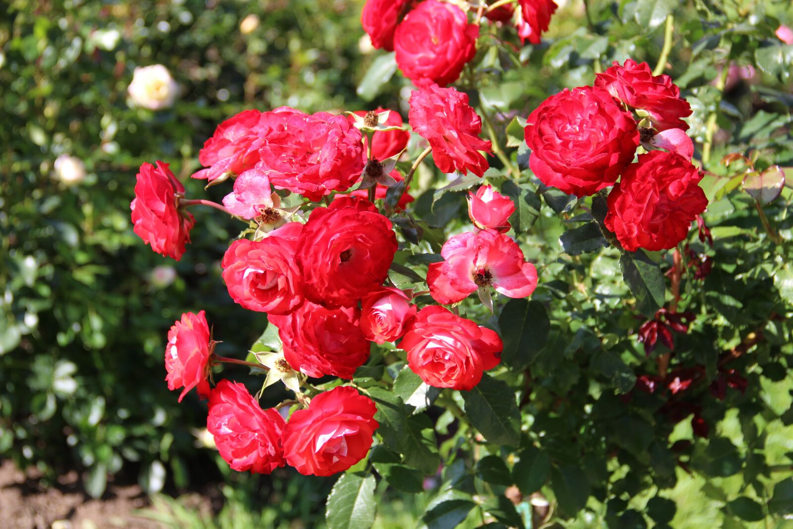 Canon EF-S 18-135mm F3.5-5.6 IS sample photo. Roses, rose garden, summer photography