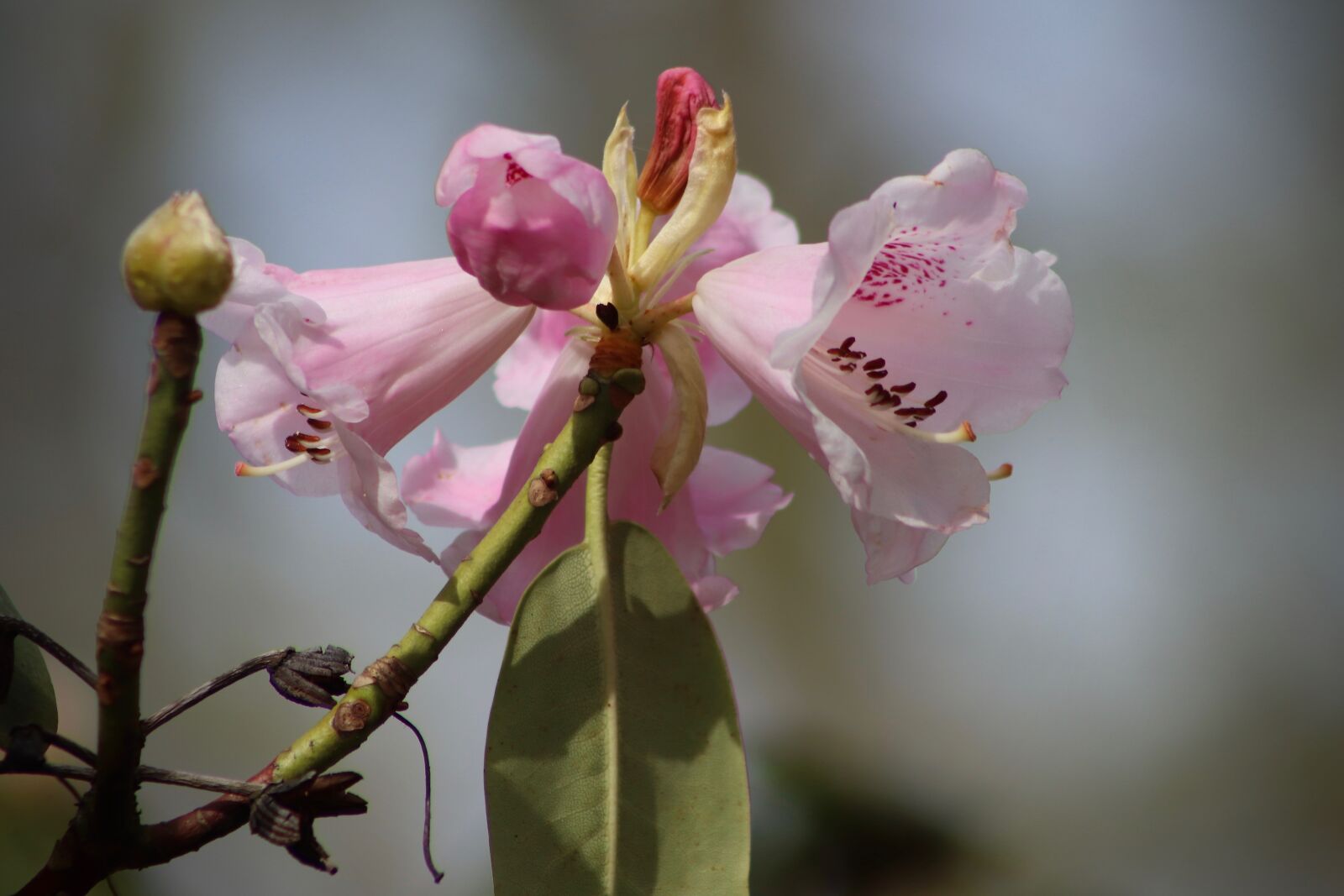 Canon EOS 800D (EOS Rebel T7i / EOS Kiss X9i) sample photo. Flowers, rhododendron, spring photography