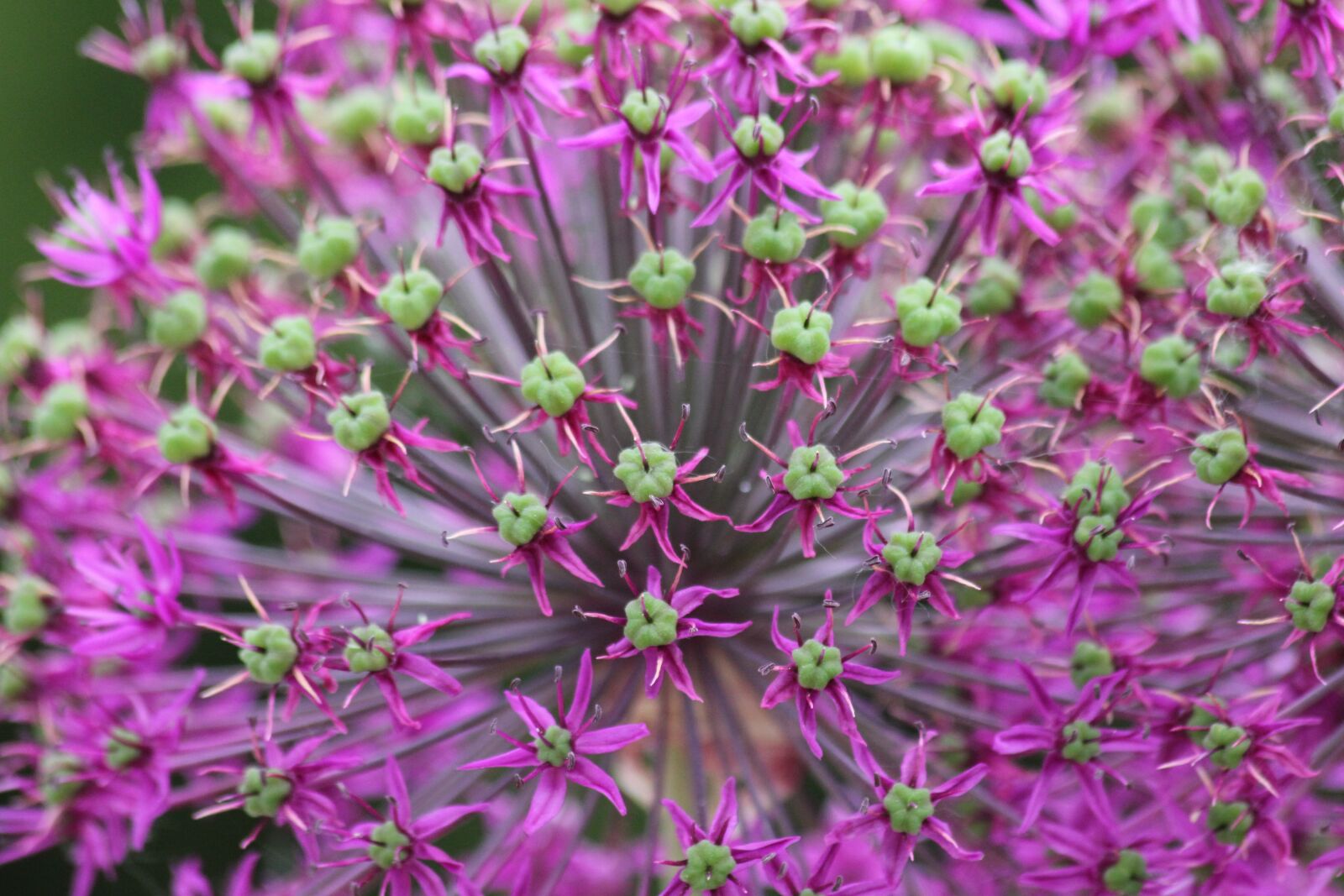 Canon EOS 550D (EOS Rebel T2i / EOS Kiss X4) sample photo. Purple flower, sphere, garden photography