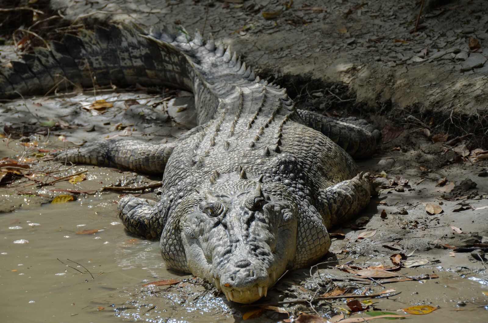Nikon D5100 sample photo. Saltwater crocodile, estuarine, ginga photography